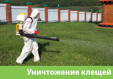 Уничтожение клещей в городе Новосибирск